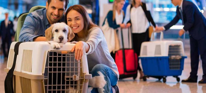 Moving with Pets 1